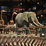 muséum-national-top-things-to-do-in-paris-by-emyhistoire-naturelle